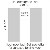 sksp200x220_-_2-tlg_womo-large.jpg